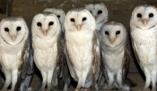 barn-owl-picture;barn-owl;owl;australian-owl;white-owl;tyto-alba;flock-of-owls;barn-owls;owls;group-