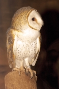 barn-owl-picture;barn-owl;owl;australian-owl;white-owl;tyto-alba;northern-territory-wildlife-park;no