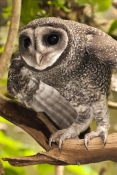 lesser-sooty-owl-picture;lesser-sooty-owl;tyto-multipunctata;australian-owls;australian-barn-owls;ra