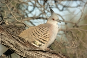 Geophaps-lophotes;australian-pigeons