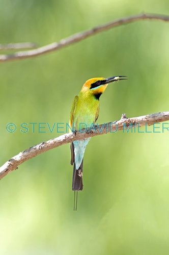 rainbow bee-eater picture;rainbow bee-eater;rainbow bee eater;rainbow beeeater;australian bee-eater;bee-eater;rainbow bee-eater with insect;merops ornatus;katherine;lower level park;northern territory;steven david miller;natural wanders