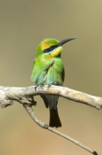 rainbow-bee-eater-picture;rainbow-bee-eater;rainbow-bee-eater;rainbow-beeeater;bee-eater;australian-