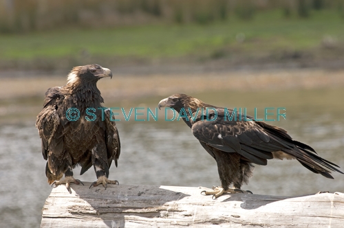 wedge-tailed eagle picture;wedge tailed eagle;eagle;australian eagle;tasmanian eagle;wedge-tailed eagle;tasmanian wedge-tailed eagle;aquila audax;aquila audax fleayi;devils heaven wildlife park;tasmania;steven david miller;natural wanders