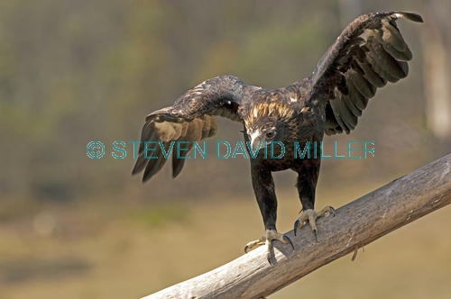 wedge-tailed eagle picture;wedge tailed eagle;eagle;australian eagle;tasmanian eagle;wedge-tailed eagle;tasmanian wedge-tailed eagle;aquila audax;aquila audax fleayi;devils heaven wildlife park;tasmania;steven david miller;natural wanders