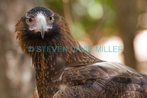 wedge-tailed eagle picture;wedge tailed eagle;wedgetailed eage;wedge-tailed eagle;australian eagle;eagle;aquila audax;northern territory wildlife park;territory wildlife park;eagle close up;eagle portrait;darwin;steven david miller;natural wanders;intensity;intense;serious