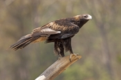 wedge-tailed-eagle;tasmanian-wedge-tailed-eagle;aquila-audax;aquila-audax-fleayi;devils-heaven-wildl