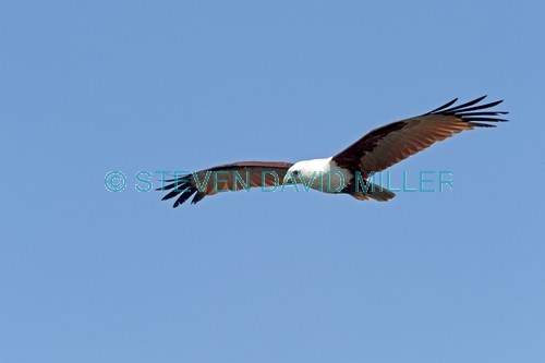 brahminy kite;kite;australian kite;haliastur indus;red backed sea eage;sea eagle;australian sea eagle