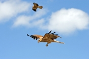 whistling-kite-picture;whistling-kite;kite;haliastur-sphenurus;milvus-sphenurus;australian-kite;aust