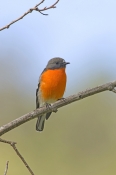 flame-robin-picture;flame-robin;robin;australian-robin;petroica-phoenicea;red-bird;orange-bird;small