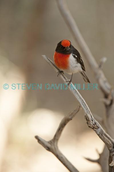 red capped robin;australian robin;petroica goodenovii;small bird;alice springs desert park