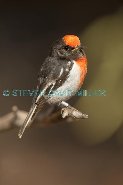 banded bird;red capped robin;australian robin;petroica goodenovii;small bird;alice springs desert park