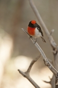 red-capped-robin;australian-robin;petroica-goodenovii;small-bird;alice-springs-desert-park