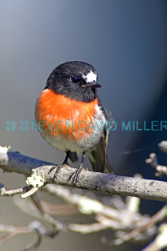scarlet robin picture;scarlet robin;robin;australian robin;petroica boodang;red bird;small robin;bruny island;tasmania;tasmanian birds;steven david miller;natural wanders