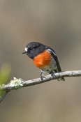 scarlet-robin-picture;scarlet-robin;robin;australian-robin;petroica-boodang;red-bird;small-robin;bru