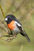 scarlet-robin-picture;scarlet-robin;robin;australian-robin;petroica-boodang;red-bird;small-robin;bru
