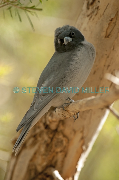 injured bird;bird with one eye;injured bird;bird with one eye;black faced cuckoo shrike;coracina novaehollandiae;alice springs desert park