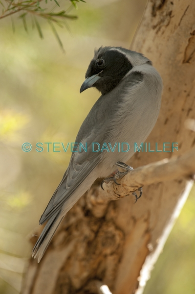 injured bird;bird with one eye;black faced cuckoo shrike;coracina novaehollandiae;alice springs desert park