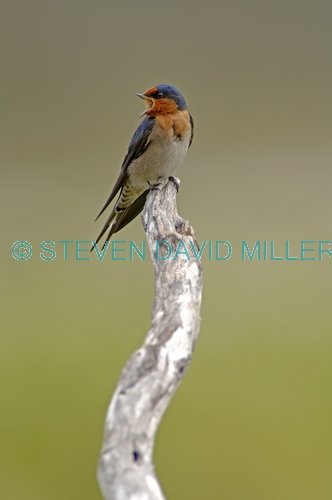 welcome swallow picture;welcome swallow;swallow;australian swallow;migrating swallow;swallow vocalizing;swallow calling;mareeba wetlands;mareeba;queensland;steven david miller;natural wanders