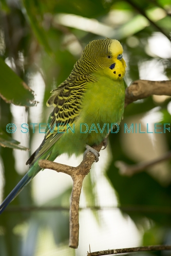 budgerigar picture;budgerigar;budgie;melopsittacus undulatus;small cockatoo;parakeet;australian parrot