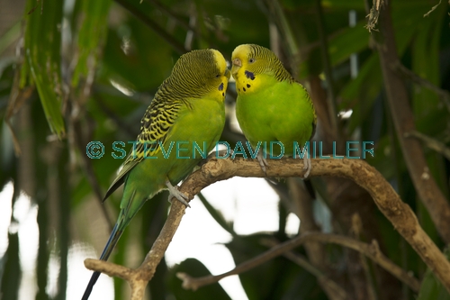 budgerigar picture;budgerigar;budgie;melopsittacus undulatus;small cockatoo;parakeet;australian parrot;kiss;kissing;birds kissing
