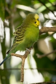 budgerigar-picture;budgerigar;budgie;melopsittacus-undulatus;small-cockatoo;parakeet;australian-parr
