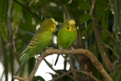 budgerigar-picture;budgerigar;budgie;melopsittacus-undulatus;small-cockatoo;parakeet;australian-parr