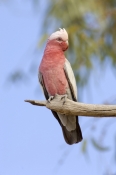 galah-picture;galah;eolophus-roseicapillus;cacatua-roseicapillus;pink-parrot;pink-and-grey-parrot;pa