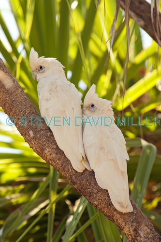 little corella picture;little corella;corella;cacatua sanguinea;white corella;white parrot;bird with blue sky;parrot with blue sky;australian parrot;australian corella;corella pair;little corella pair;mary river;shady camp;northern territory;australia;steven david miller;natural wanders