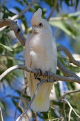 little-corella-picture;little-corella;corella;australian-corella;australian-cockatoo;australian-parr