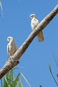little-corella-picture;little-corella;corella;cacatua-sanguinea;white-corella;white-parrot;bird-with