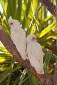 little-corella-picture;little-corella;corella;cacatua-sanguinea;white-corella;white-parrot;bird-with