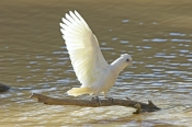 little-corella-picture;little-corella;little-corella-wing-extended;parrot-wing;bird-with-open-wings;