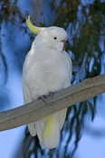 sulphur-crested-cockatoo-picture;sulphur-crested-cockatoo;sulphur-crested-cockatoo;cockatoo;cacatua-