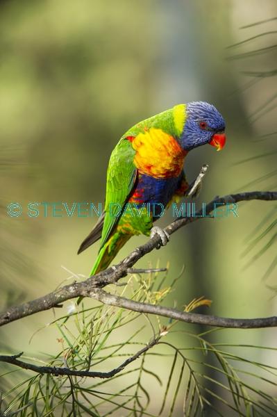 rainbow lorikeet;Tachybaptus novaehollandiae;cania gorge national park;bird scratching