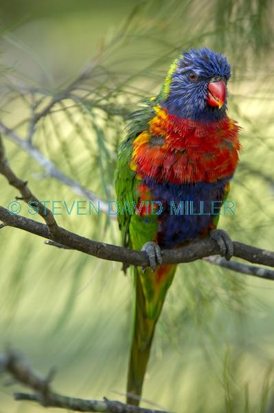 bird with wet feathers;rainbow lorikeet;Tachybaptus novaehollandiae;cania gorge national park