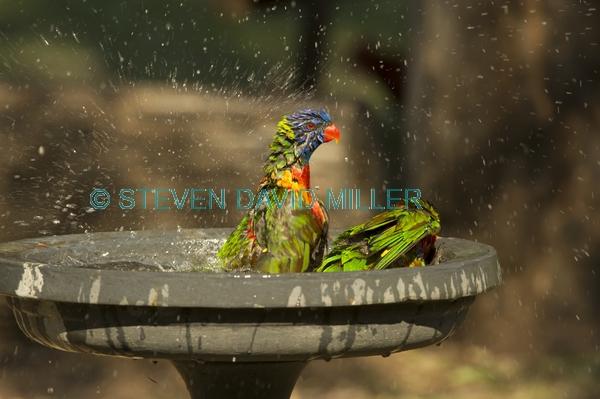 bird bathing;bird bath;rainbow lorikeet;Tachybaptus novaehollandiae;cania gorge national park