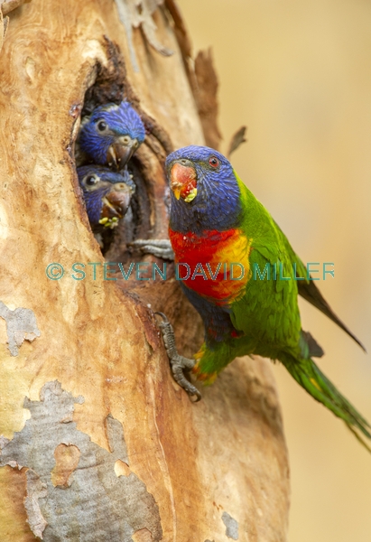 bird feeding chick;parrot feeding chick