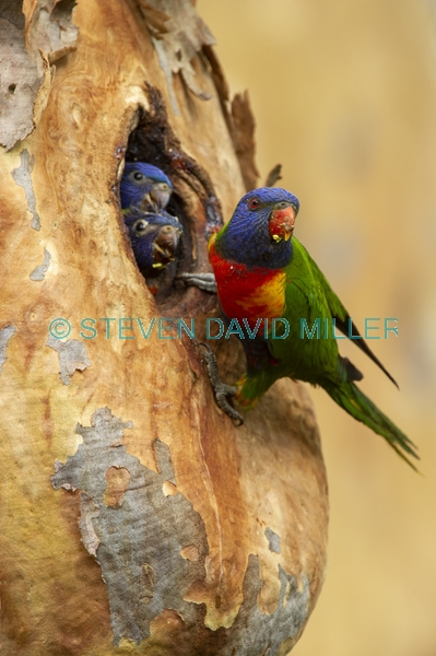 bird feeding chick;parrot feeding chick
