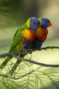 rainbow-lorikeets;Tachybaptus-novaehollandiae;cania-gorge-national-park
