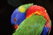 AUSTRALIA;BIRDS;COLOURFUL;LORIKEETS;PARROTS;VERTEBRATES;rainbow-lorikeet;trichoglossus-haematodus