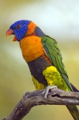 red-collared-lorikeet-picture;red-collared-lorikeet;red-collared-lorikeet;Trichoglossus-rubritorquis