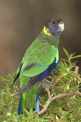 australian-ringneck-parrot-picture;australian-ringneck-parrot;twenty-eight-parrot;australian-parrot;