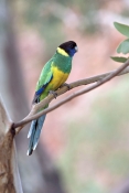 australian-ringneck-parrot-picture;australian-ringneck-parrot;port-lincoln-parrot-picture;port-linco