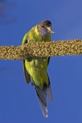 australian-ringneck-parrot-picture;australian-ringneck-parrot;twenty-eight-parrot;twenty-eight-parro