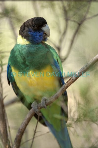 australian ringneck parrot;twenty eight parrot;port lincoln parrot;mallee ringneck parrot;barnardius zonarius;alice springs desert park