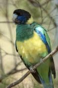 australian-ringneck-parrot;twenty-eight-parrot;port-lincoln-parrot;mallee-ringneck-parrot;barnardius