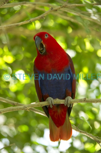 eclecturs parrot picture;eclectus parrot;female eclectus parrot;eclectus roratus;red and blue parrot;parrot;australian parrot;wildlife habitat;rainforest habitat;steven david miller;natural wanders