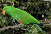 eclectus-parrot-picture;eclectus-parrot;male-eclectus-parrot;eclectus-roratus;australian-parrot;cape