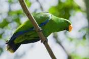 eclectus-parrot;male-eclectus-parrot;eclectus-roratus;australian-parrot;cape-york-parrot;bird-perche