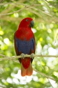 eclecturs-parrot-picture;eclectus-parrot;female-eclectus-parrot;eclectus-roratus;red-and-blue-parrot